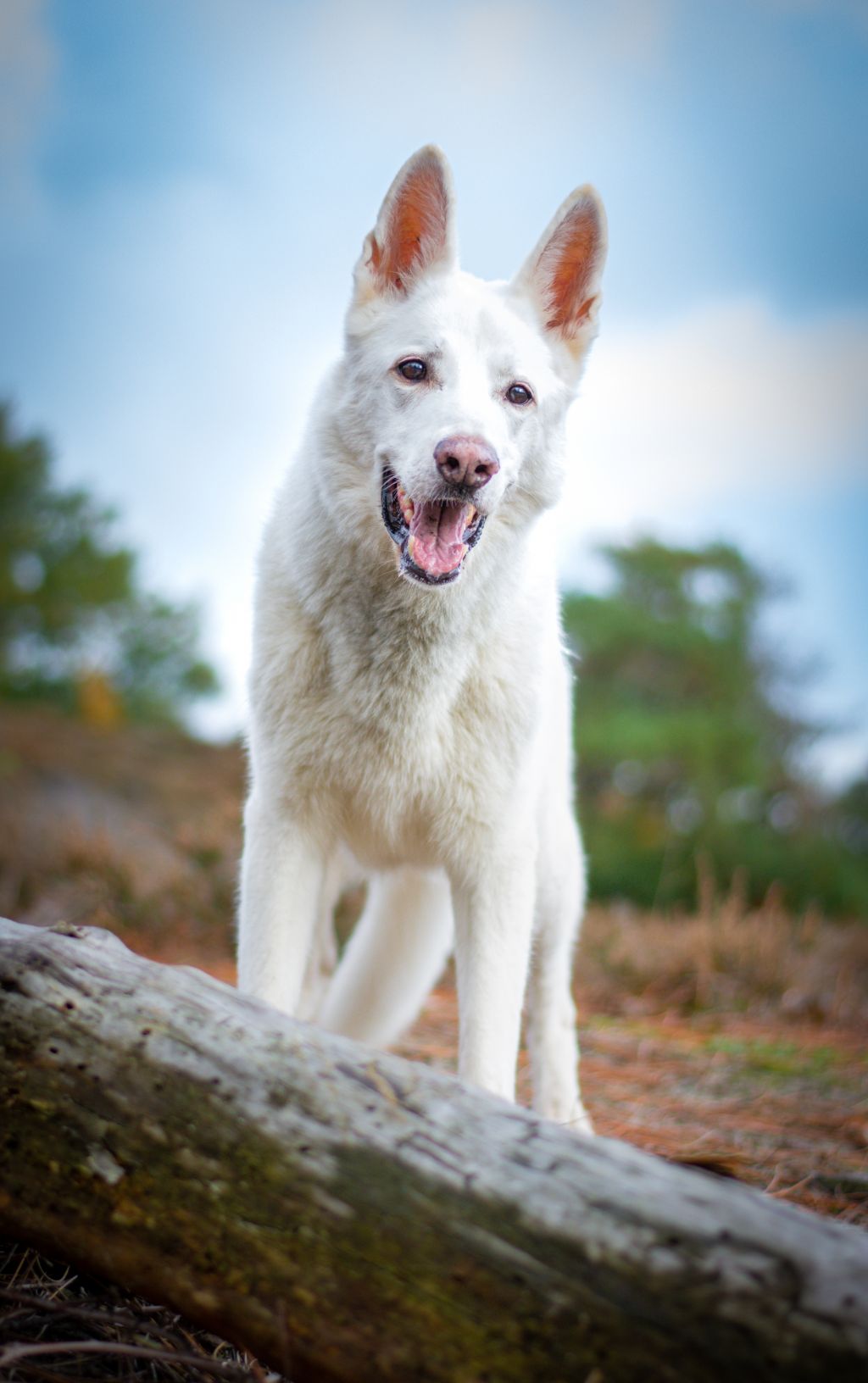 grote honden meer dan 60 cm schofthoogte